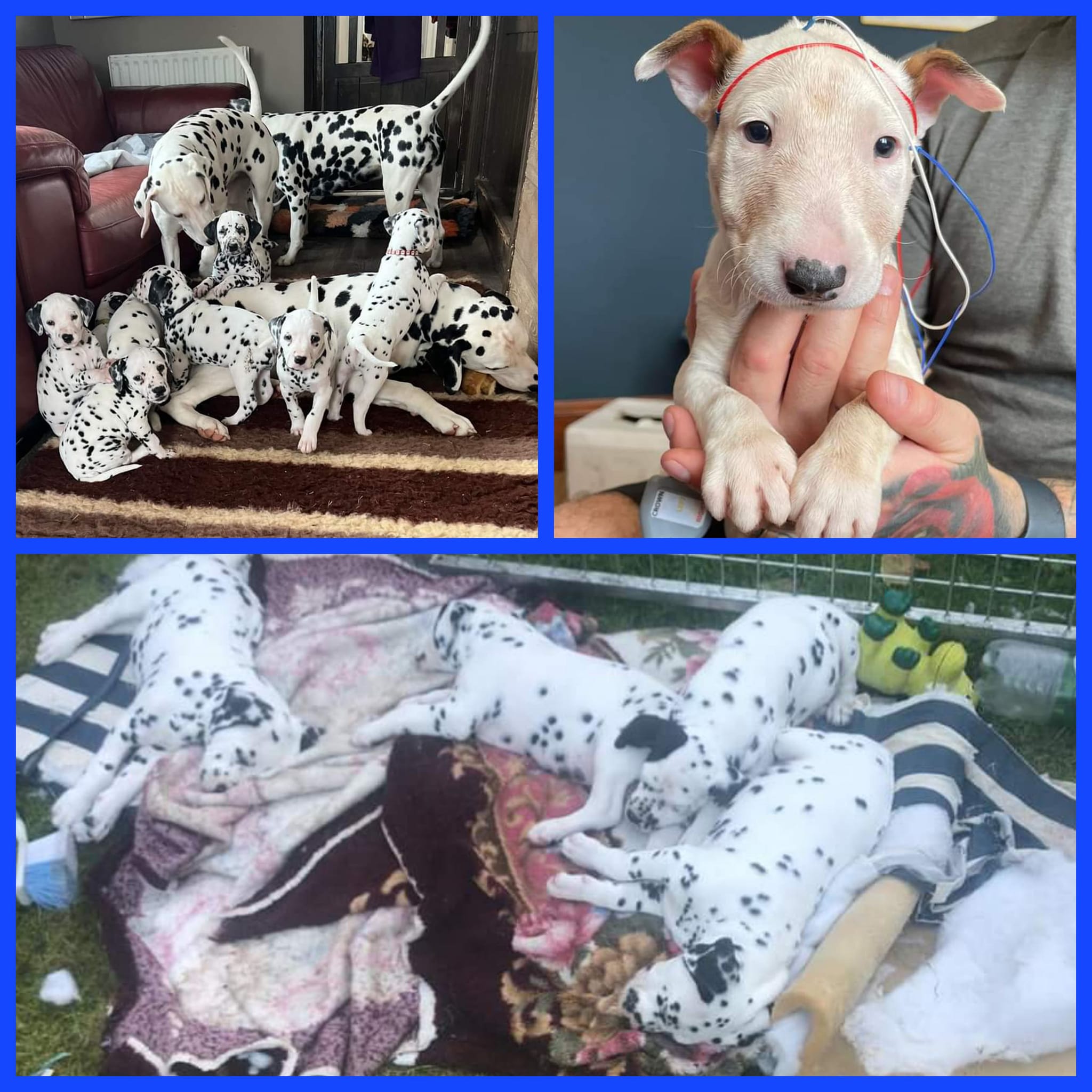 Mobile BAER Screening and Microchipping in Scotland Perditas Pet Services