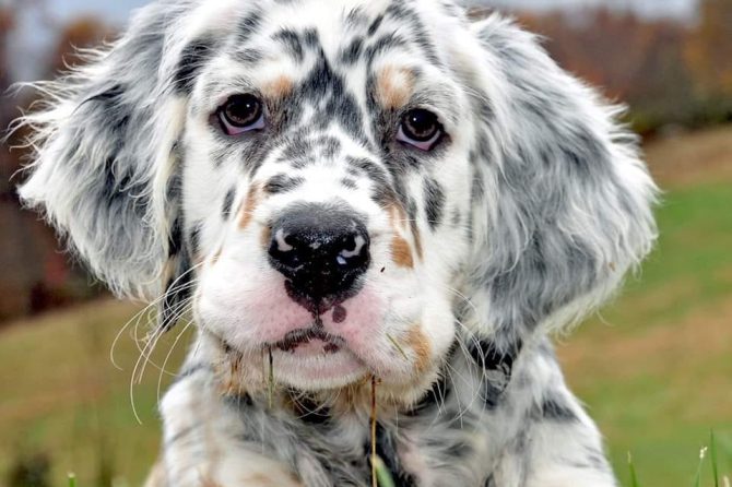 BAER Hearing Testing English Setters