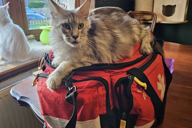 Mobile BAER Screening White Cats and Dalmatians